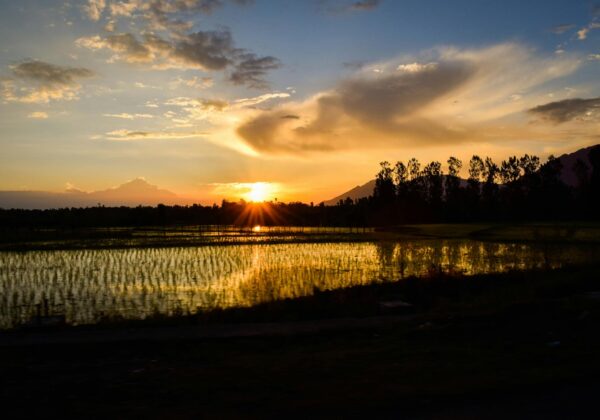 silhouette of rice fields under calm sky during golden hour